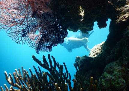 From Banyuwangi : Baluran National Park & Snorkeling