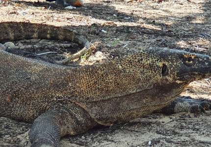 Komodo Full-day Trip from Labuan Bajo