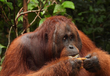 Borneo Orangutan Tanjung Puting 2D1N
