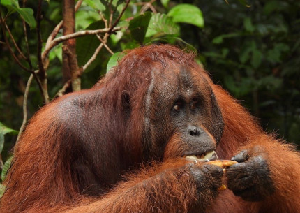 Borneo Orangutan Tanjung Puting 2D1N