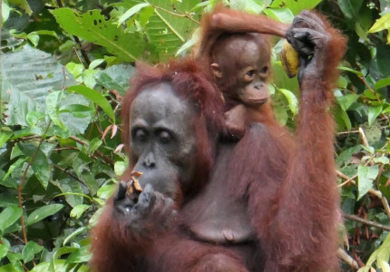 Borneo Orangutan Tanjung Puting 4D3N
