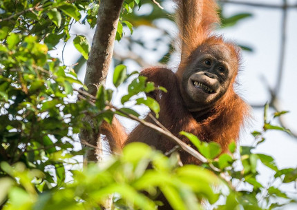 Borneo Orangutan Tanjung Puting & Dayak 5D4N