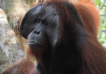 Shared Trip : Orangutan Borneo Tanjung Puting 3D2N
