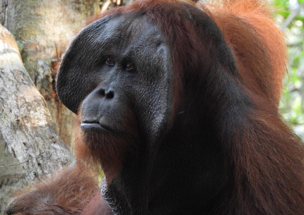 Shared Trip : Orangutan Borneo Tanjung Puting 3D2N