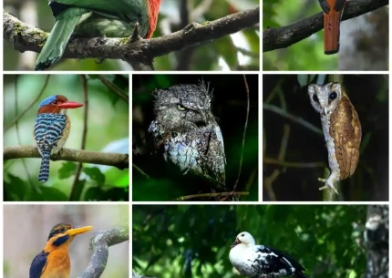 Lampung: Birding Tour to Way Kambas – Way Kanan 4D3N