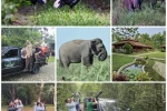 Lampung: Birding Tour to Way Kambas – Way Kanan 4D3N
