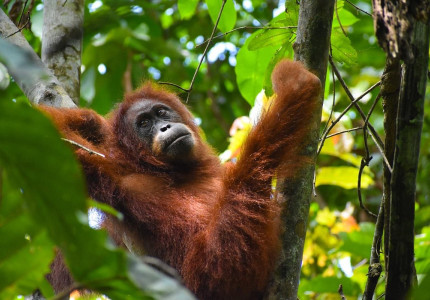 Orangutan Bukit Lawang One Day Trip From Medan