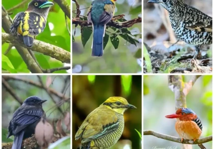West Java Birding Tour 8D7N
