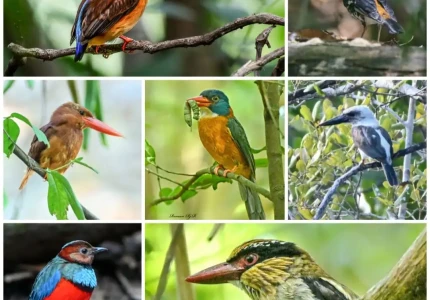 North Sulawesi: Tangkoko Birding Tour 5D4N