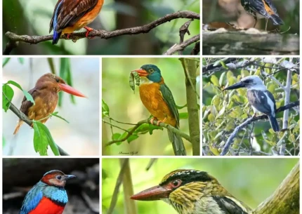 North Sulawesi: Tangkoko Birding Tour 5D4N